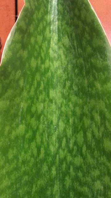 Sansevieria Masoniana смотреть онлайн