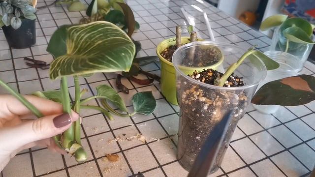 🌿ЧЕРЕНКУЮ филодендроны и пеперомии + РЕЗУЛЬТАТ смотреть онлайн