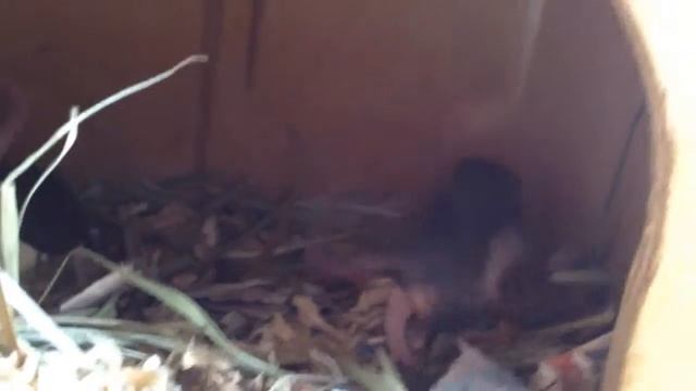 Крысята, день 12 смотреть онлайн