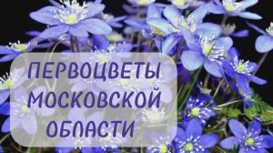 Печёночница благородная