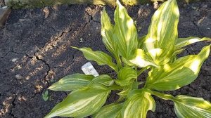 Хосты Liberty ,Cold Heart, Double D Cup, Valleys Top....