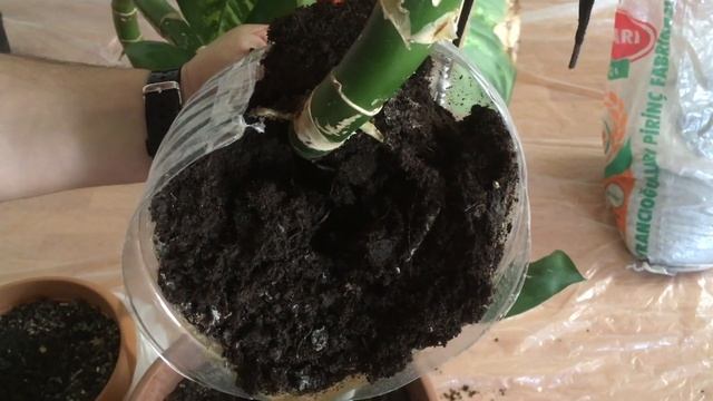Difenbahya Çiçeği Çoğaltma Dalında Köklendirme смотреть онлайн