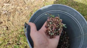 Последствия продолжительных заморозков на голубике.