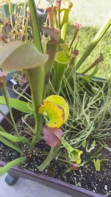 Best self watering carnivorous planter update смотреть онлайн