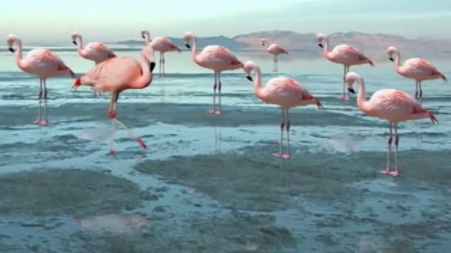 Pink Floyd the Flamingo Great Salt Lake смотреть онлайн