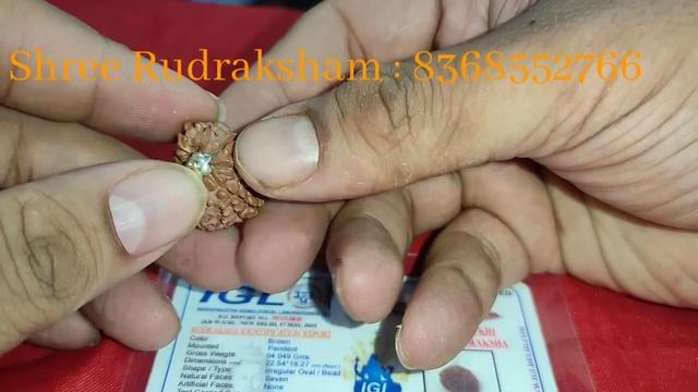 Ganesh 7 Mukhi Rudraksha with IGL Certification by Shree Rudraksham 8368552766 смотреть онлайн