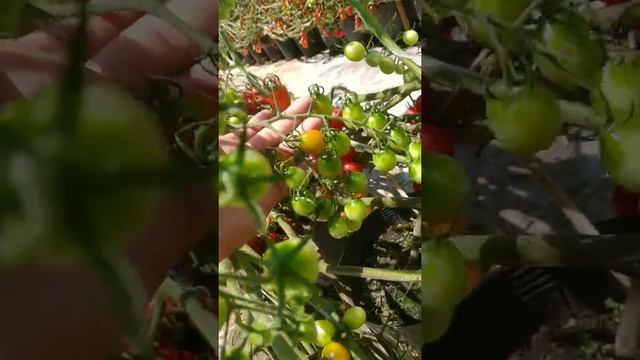 Fase final da lavoura de tomate смотреть онлайн