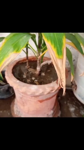 Dracaena Plant || Indoor Plant смотреть онлайн