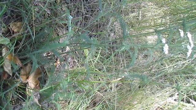 Yarrow - This Plant Can Save Your Life! смотреть онлайн