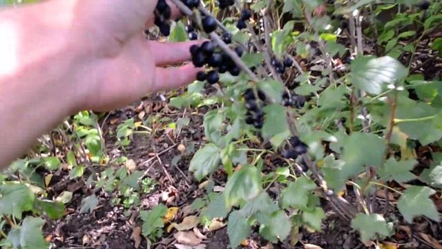 Фундук 2роки,смородина чорна. смотреть онлайн