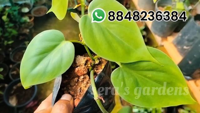plants for sale//sera's gardens//1-7-23 смотреть онлайн