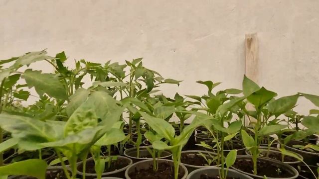 Брудний дощ? Формування колеусів.Черенкування сальвії.Огляд теплиці. смотреть онлайн