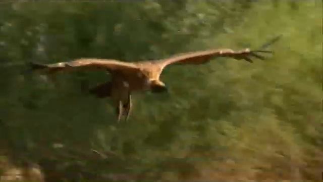 Ed and Eppa In the Wild, Vulture Episode смотреть онлайн