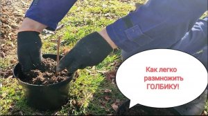 Самый лёгкий способ размножения голубики.