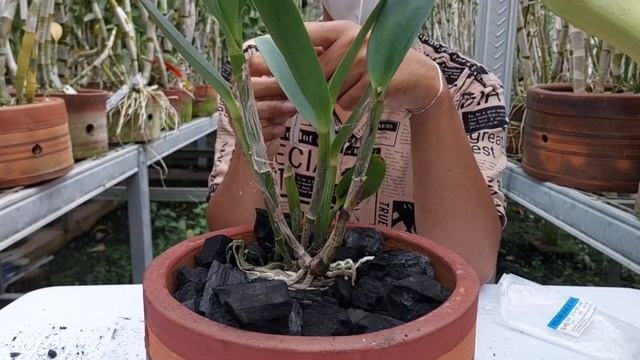 MENANAM BELI ANGGREK ONLINE l episode cattleya species #anggrek #cattleya смотреть онлайн