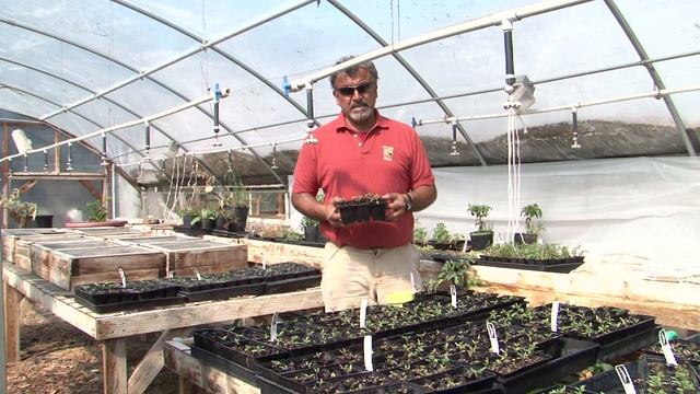 How to Grow a Better Bush Tomato : Organic Gardening for Real смотреть онлайн