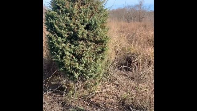 Дикий шиповник в Черногории смотреть онлайн