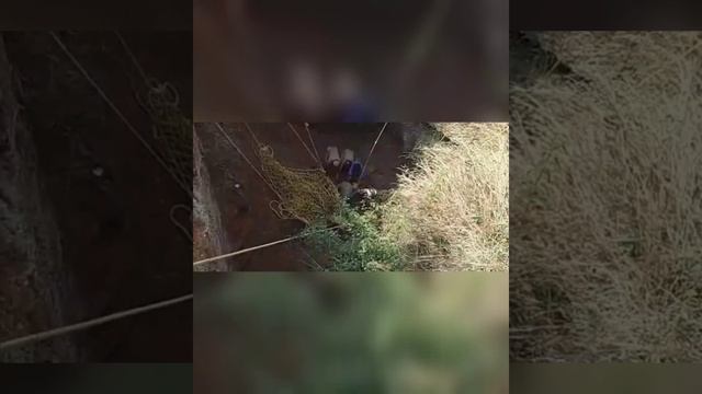 Маленький слонёнок попал в смертельную ловушку,что же с ним стало потом смотреть онлайн