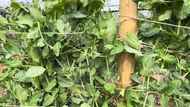 Progress update: legumes : peas | broad beans | French beans | runner beans смотреть онлайн