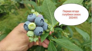 Первая ягода голубики сезон 2024 (обзор на 31.05.2024).
