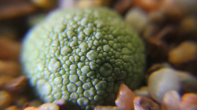 Pseudolithos Migiurtinus - Rare Succulent - Amazing Texture Pattern