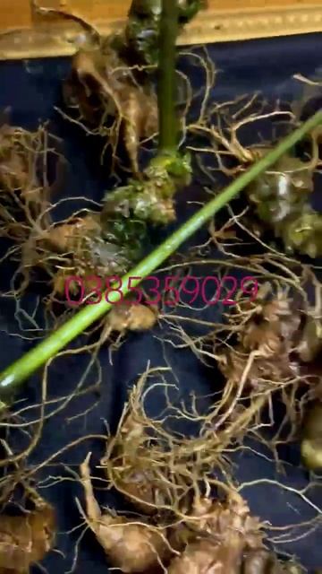 duy nhất 1kg ạ. 0385359029 смотреть онлайн