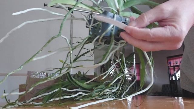vandaman vandas, unboxing смотреть онлайн