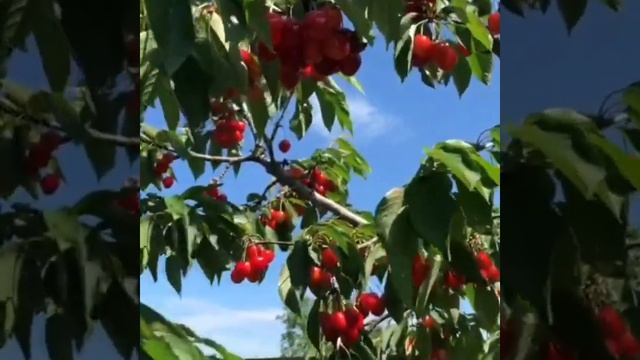 Черешня в нашем SAD93|доступен к заказу на осень2021! смотреть онлайн
