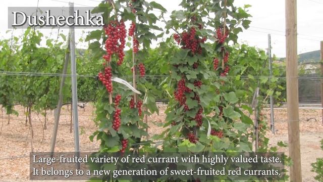 The Sweetest Currants смотреть онлайн