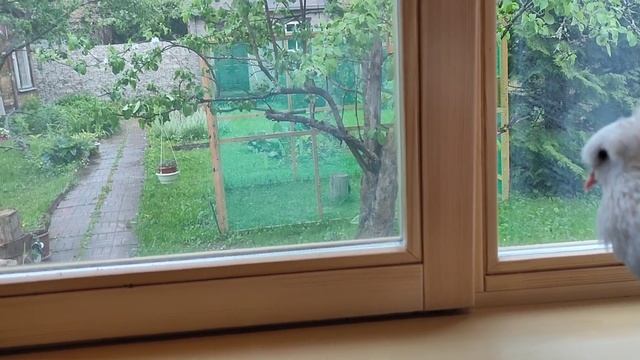 АНАСТАСИЯ. ВЯХИРЬ АТИША ГОТОВИТСЯ К ПЕРЕЕЗДУ В ВОРОНЬЕ ГНЕЗДО И ДАЛЬНЕЙШЕМУ ВЫПУСКУ НА ВОЛЮ смотреть онлайн