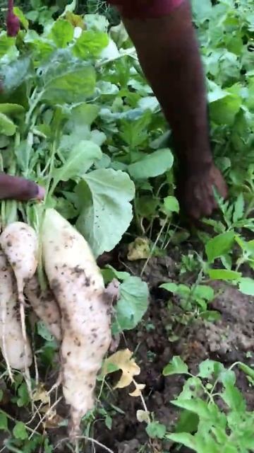 White Radish Harvest In Our Community Garden #Shorts смотреть онлайн