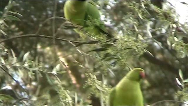 Colonia di Pappagalli a Roma - Parrots colony in Rome (PARTE IV) смотреть онлайн