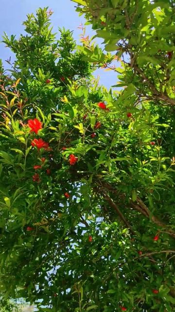 Бакинский гранат. #азербайджан #природа #гранат #корольстола смотреть онлайн