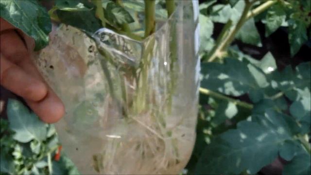 How to Propagate Tomato Cuttings смотреть онлайн