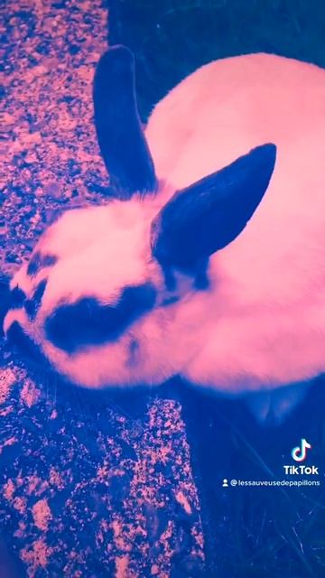 Je vous presente mon lapin Rocky🥰 смотреть онлайн