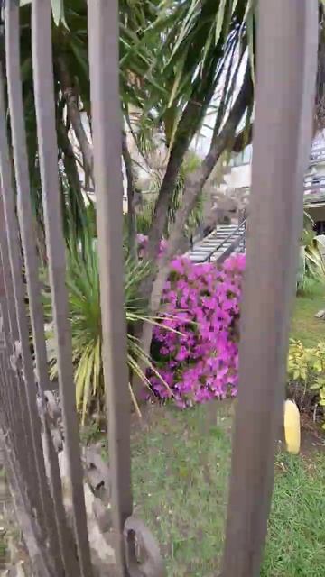 Цветы яркого, пошлого розового цвета на входе — хочу такие цветы в свой дом 😀 смотреть онлайн