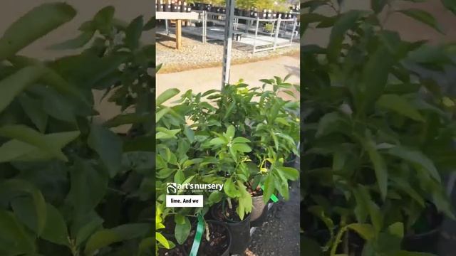 Art's Nursery: Citrus + Olive Tree Arrivals смотреть онлайн