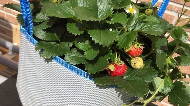 Ампельная клубника сорта Делис в сумке смотреть онлайн