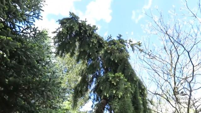 Pseudotsuga menziesii 'Glauca Pendula' douglaska tisolistá смотреть онлайн