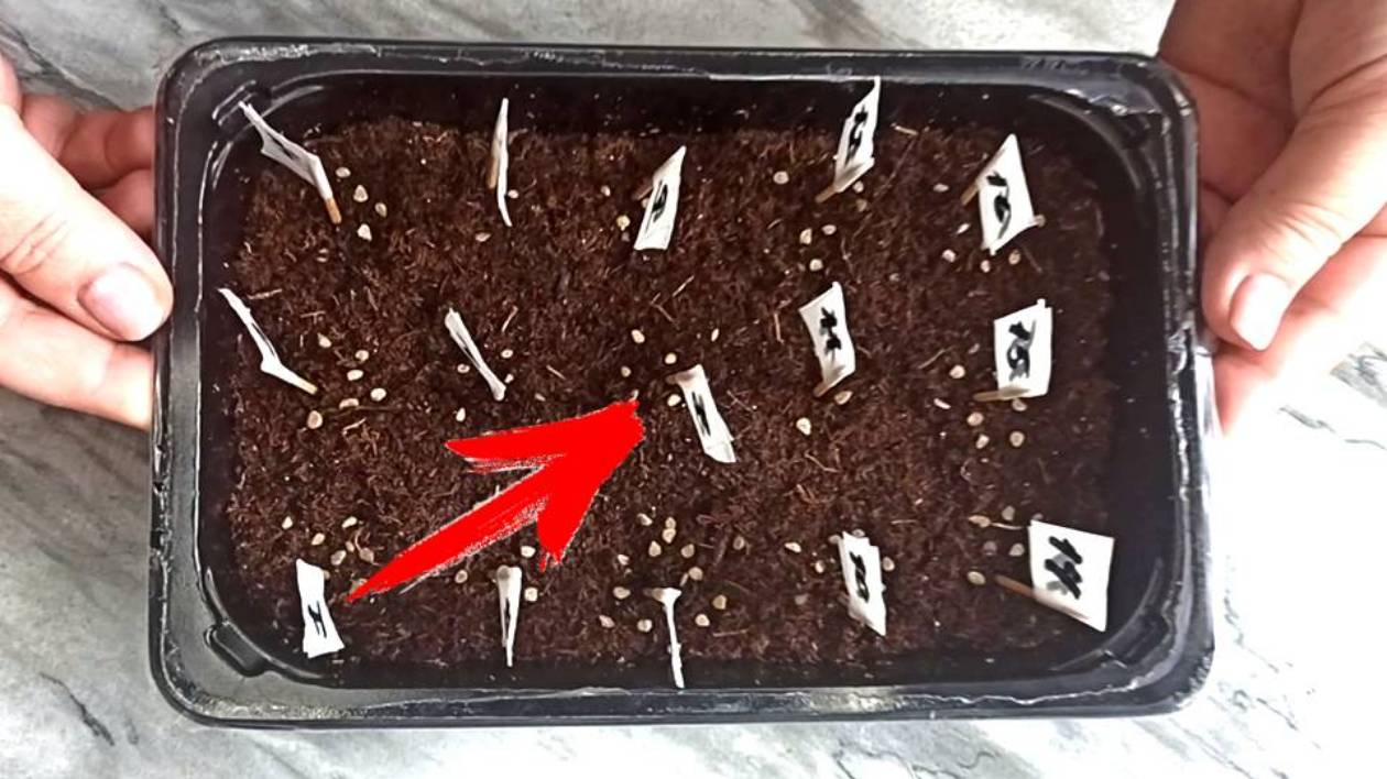 Почему я раньше не додумалась до этого! Теперь сею помидоры на рассаду так. смотреть онлайн