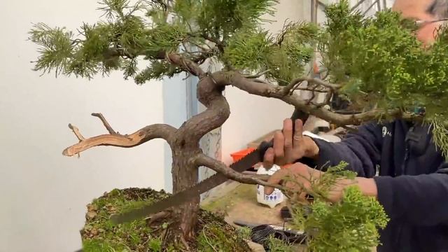 Styling A Chinese Juniper & San Jose Juniper смотреть онлайн