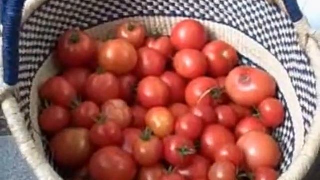 Farm tomatoes смотреть онлайн
