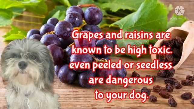 What Are The 20 Fruits Dogs CAN or CAN'T EAT YOU NEED TO KNOW | 20 fruits bad and good for your dog смотреть онлайн