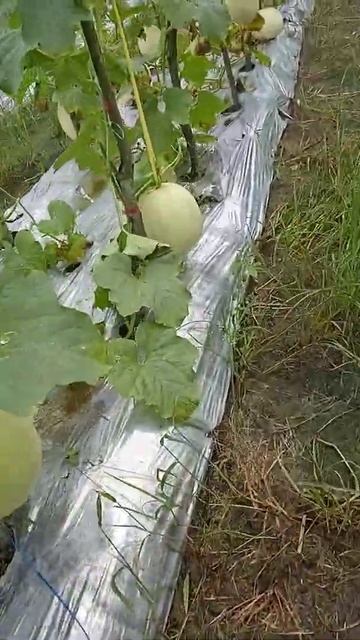 Melon Salju detik2 saat akan panen смотреть онлайн