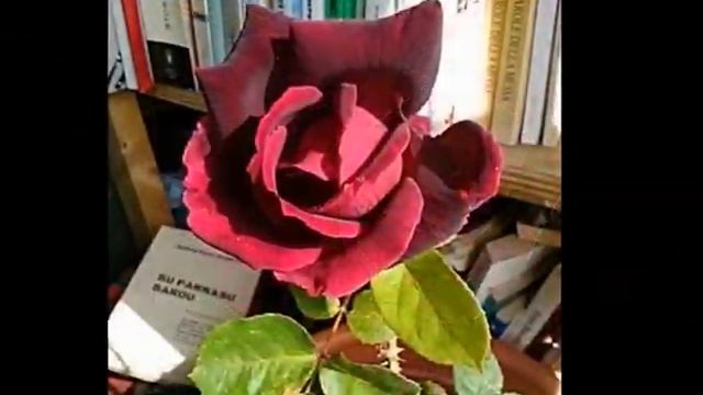 ANNA MARIA CHERCHI ROSE 2016 -CORO DI NUORO APERRIMI' SA JANNA смотреть онлайн