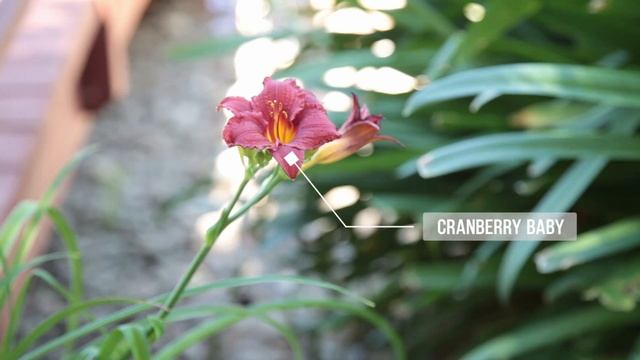 Hemerocallis - Flowers - Grover Landscape Services смотреть онлайн