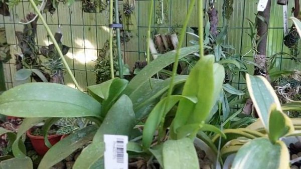 Phalaenopsis pulcherrima var. alba