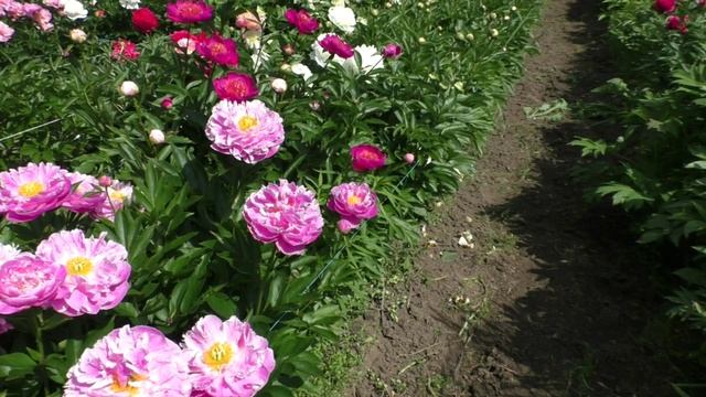 Пион Think Pink смотреть онлайн