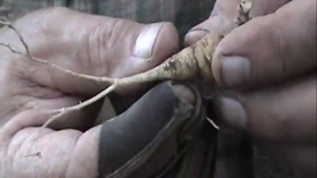 Identifying Ginseng and Goldenseal смотреть онлайн