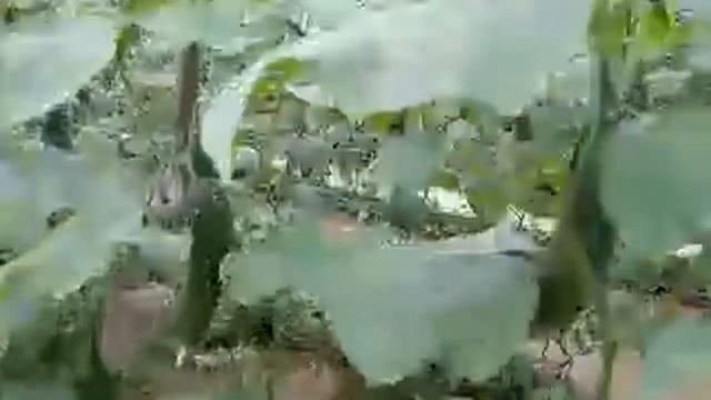 Caman f1 смотреть онлайн